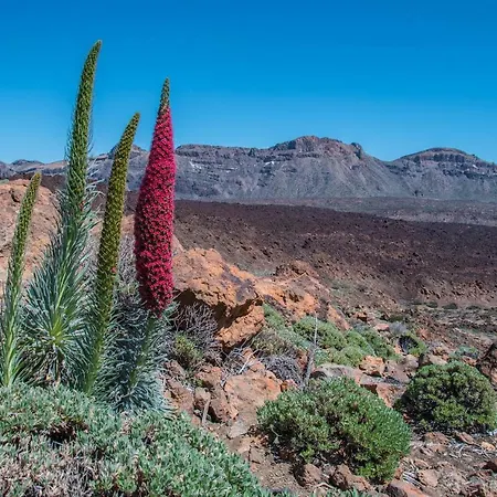 Holiday El Teide Сasa de vacaciones Icod De Los Vinos